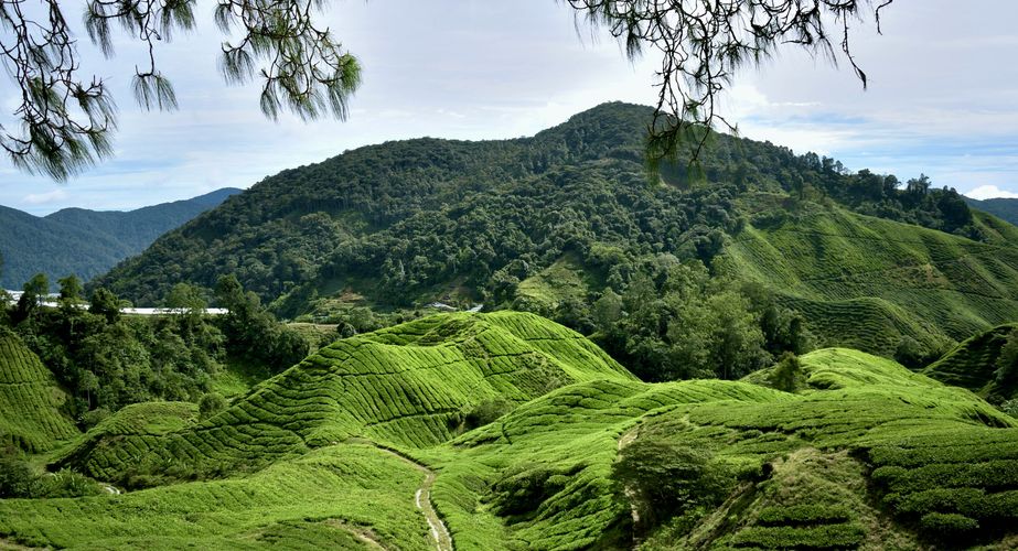 Cameron Highlands natuurgebied Cameron Highlands natuurgebied